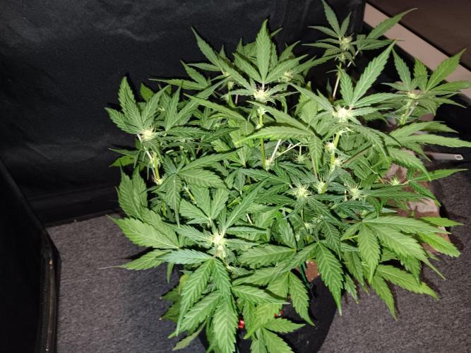 JVK Grow Quickone. Week 6