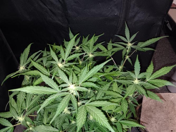 JVK Grow Quickone. Week 6