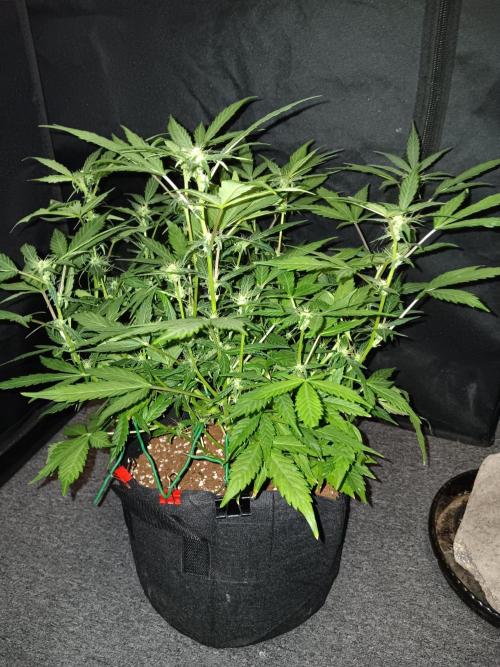 JVK Grow Quickone. Week 6