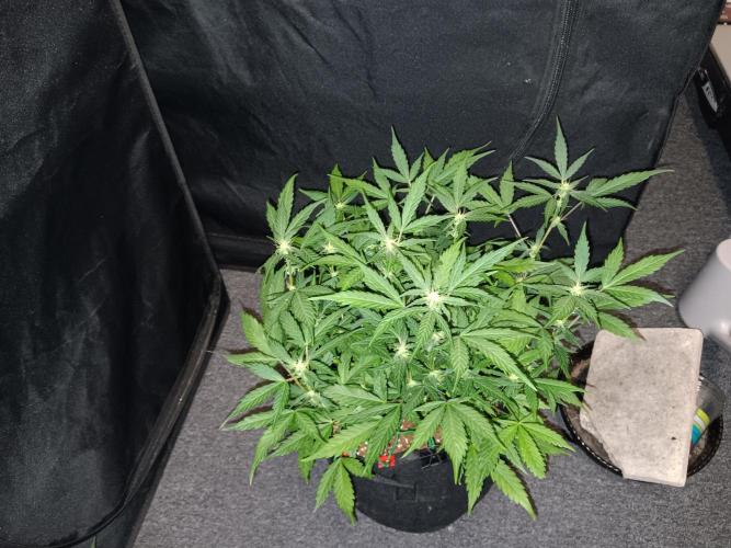 JVK Grow Quickone. Week 6