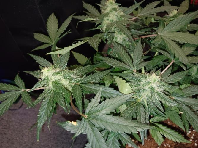 JVK Grow Quickone. Week 6