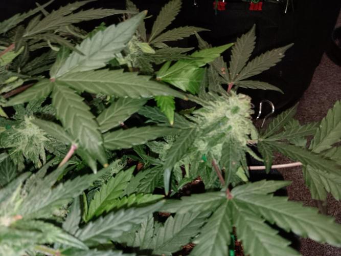 JVK Grow Quickone. Week 6