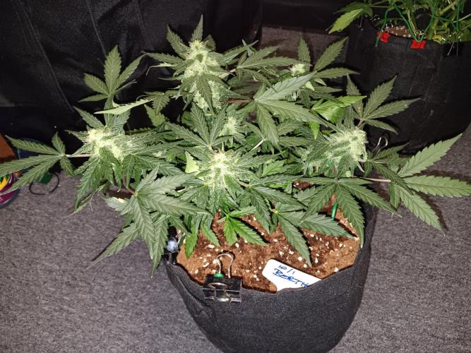 JVK Grow Quickone. Week 6