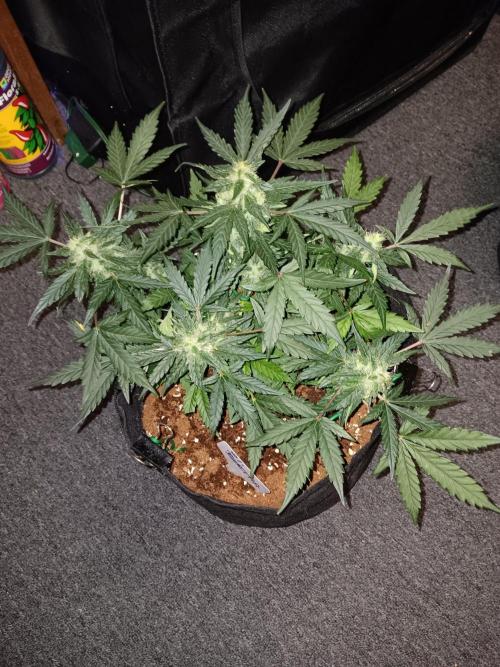 JVK Grow Quickone. Week 6