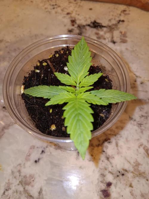 JVK Grow Quickone2. Week 1