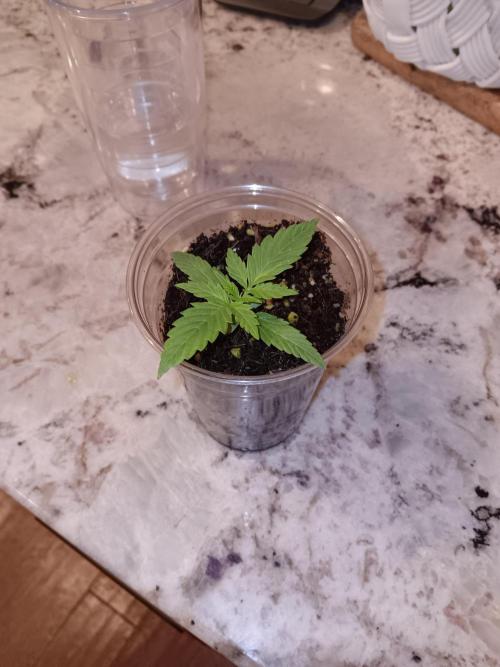 JVK Grow Quickone2. Week 1