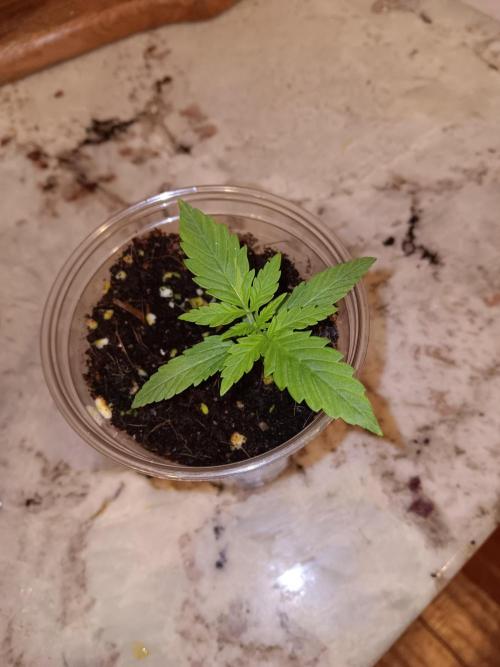JVK Grow Quickone2. Week 1
