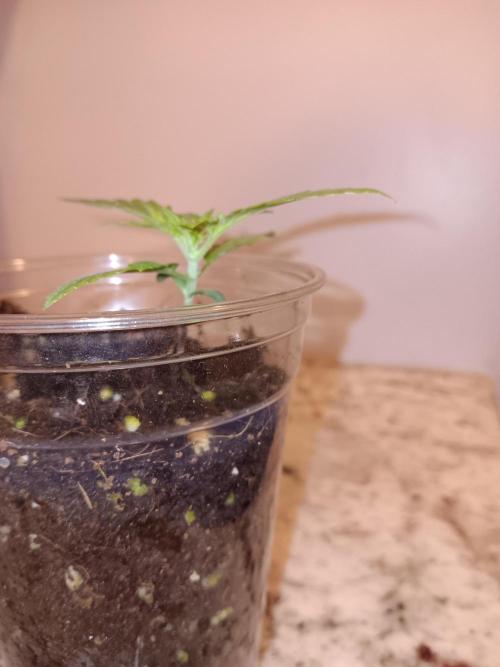 JVK Grow Quickone2. Week 1