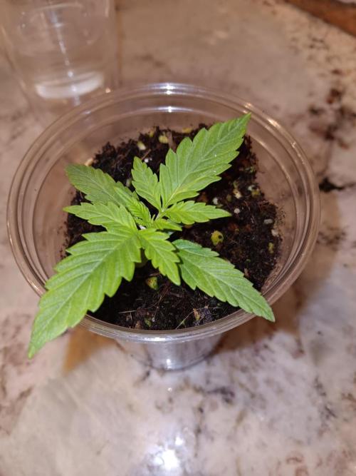 JVK Grow Quickone2. Week 1