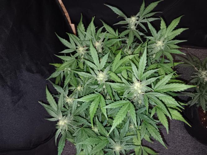 JVK Grow Quickone. Week 7