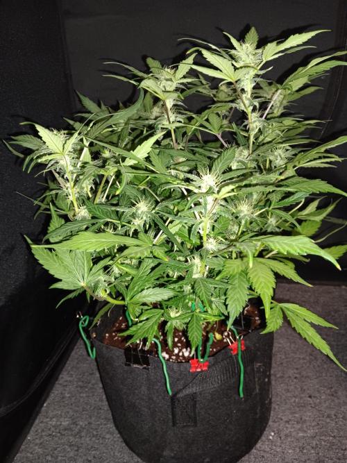 JVK Grow Quickone. Week 7