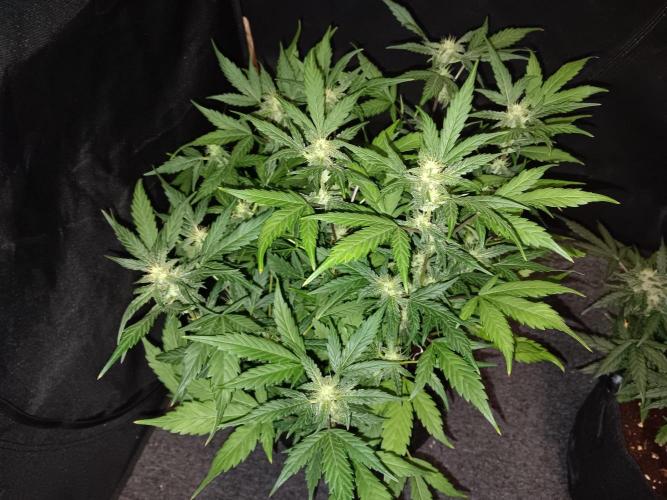 JVK Grow Quickone. Week 7