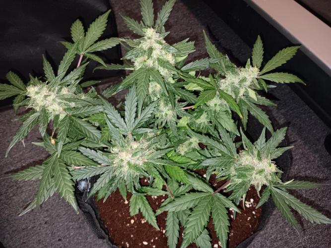 JVK Grow Quickone. Week 7