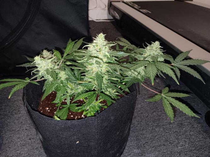 JVK Grow Quickone. Week 7