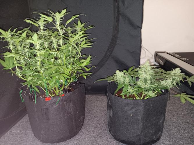 JVK Grow Quickone. Week 7