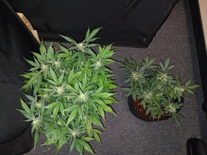 JVK Grow Quickone. Week 7