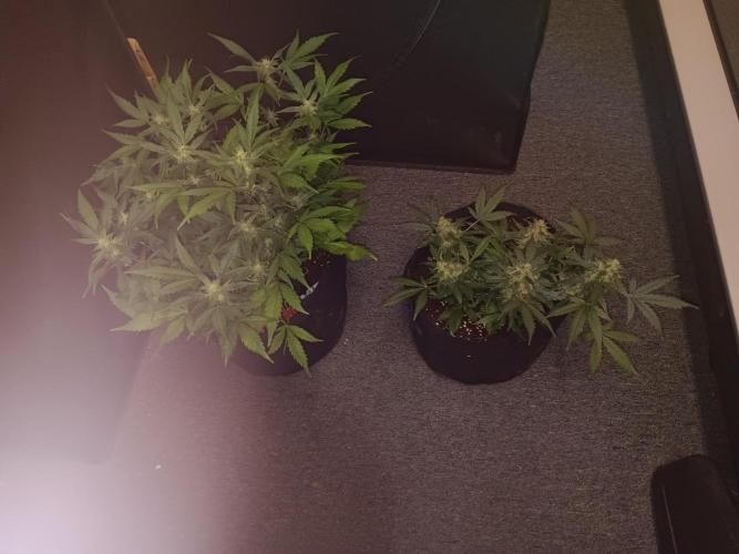 JVK Grow Quickone. Week 7