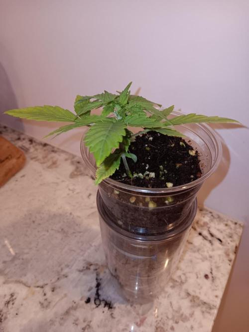 JVK Grow Quickone2. Week 2