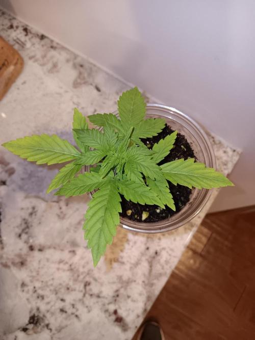 JVK Grow Quickone2. Week 2