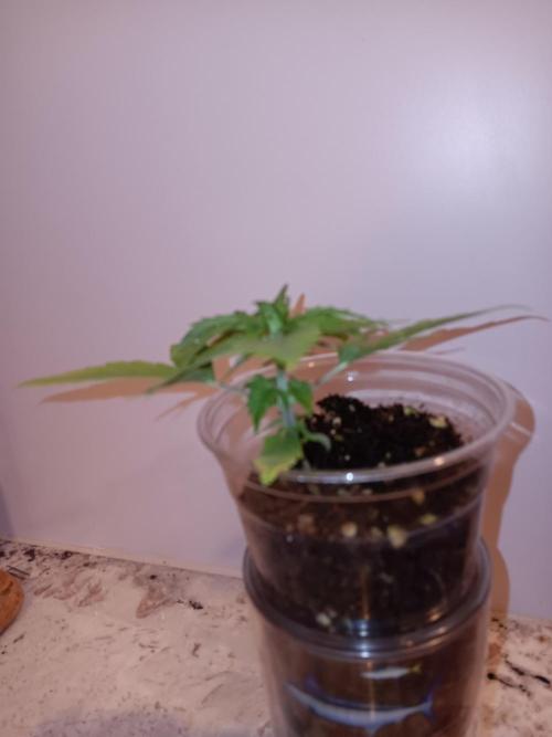 JVK Grow Quickone2. Week 2