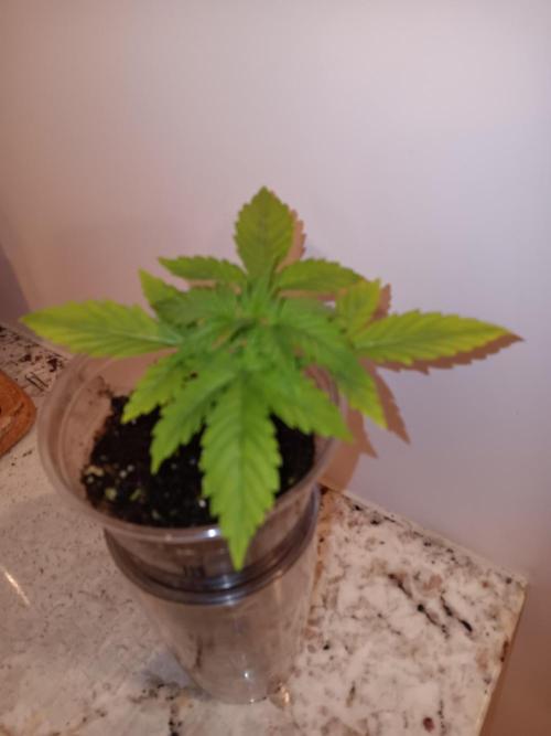 JVK Grow Quickone2. Week 2