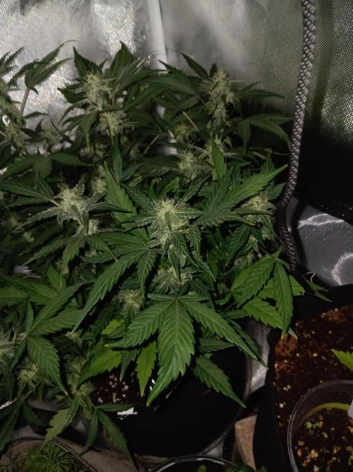 JVK Grow Quickone. Week 8