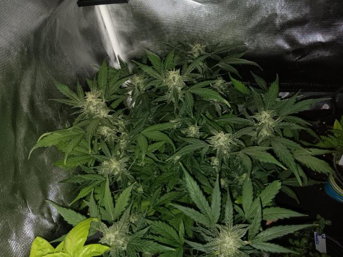 JVK Grow Quickone. Week 8