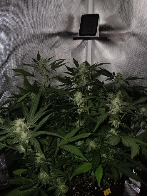 JVK Grow Quickone. Week 8