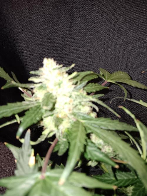JVK Grow Quickone. Week 8