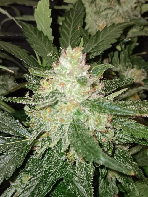 JVK Grow Quickone. Week 8