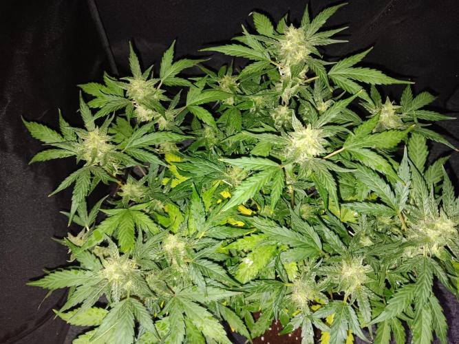 JVK Grow Quickone. Week 9