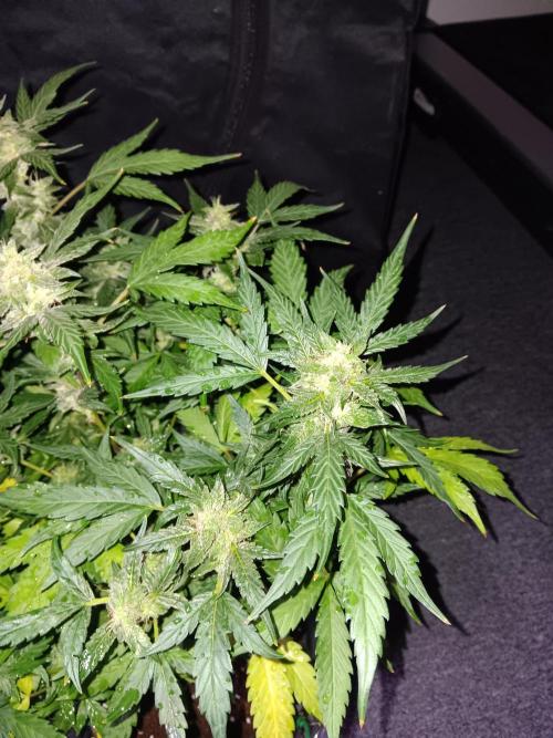 JVK Grow Quickone. Week 9