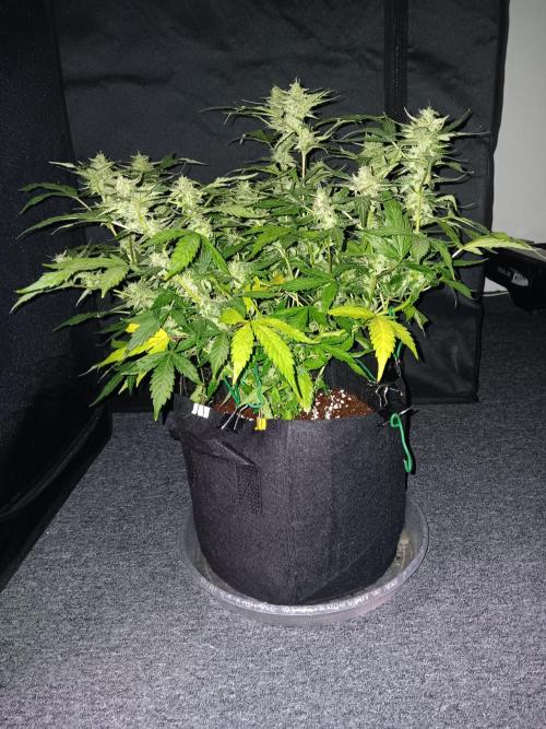 JVK Grow Quickone. Week 9