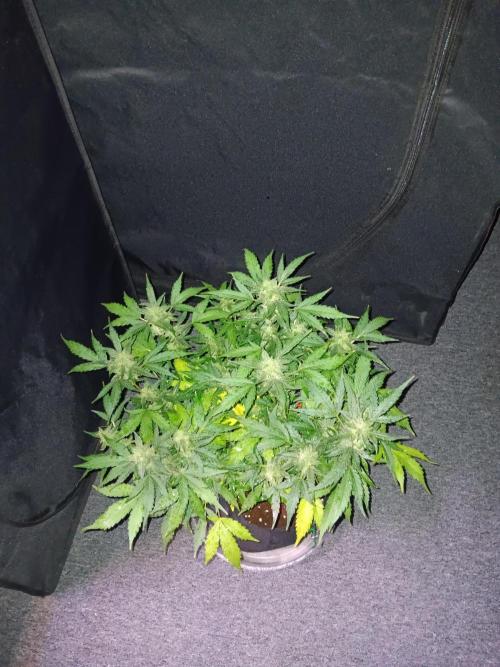 JVK Grow Quickone. Week 9