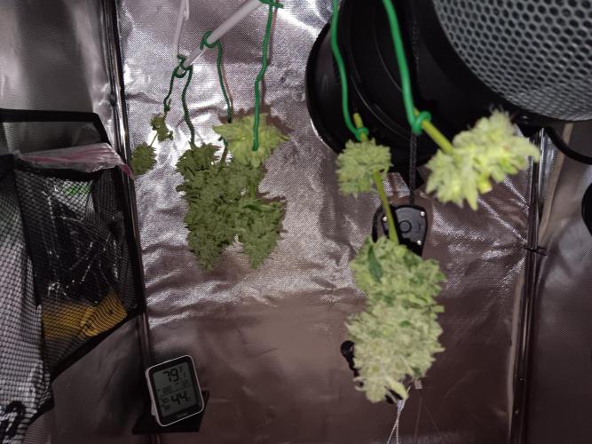 JVK Grow Quickone. Week 9