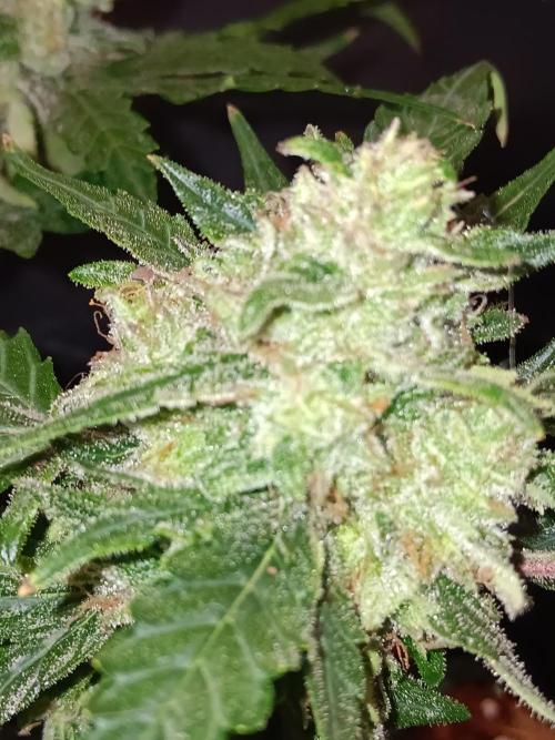 JVK Grow Quickone. Week 9