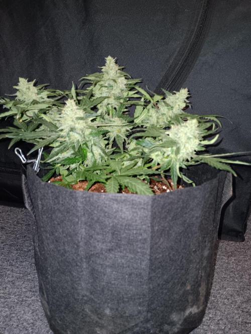 JVK Grow Quickone. Week 9