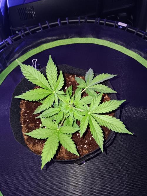 JVK Grow Quickone2. Week 3