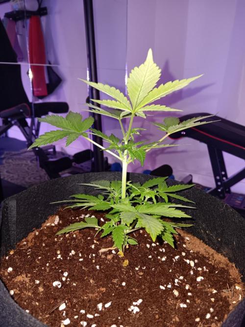 JVK Grow Quickone2. Week 3