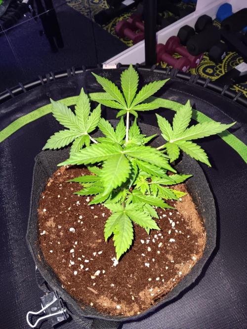 JVK Grow Quickone2. Week 3