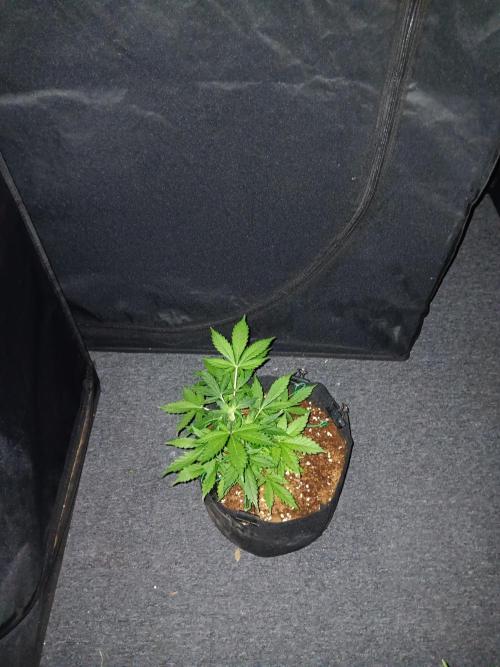 JVK Grow Quickone2. Week 4