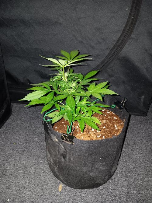 JVK Grow Quickone2. Week 4