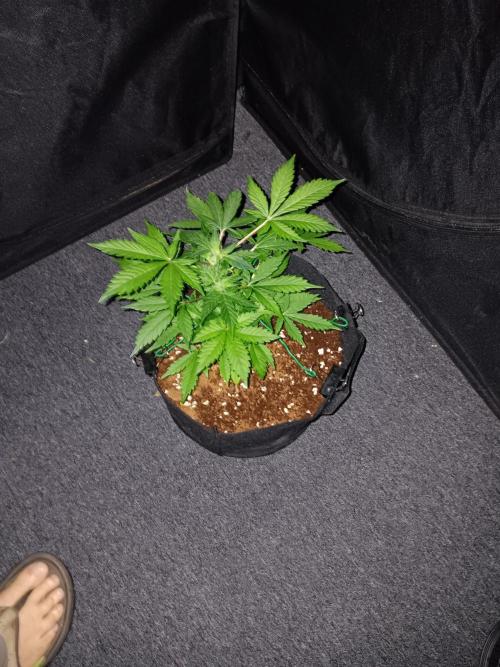 JVK Grow Quickone2. Week 4