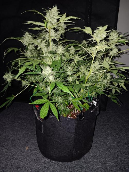 JVK Grow Quickone. Week 10