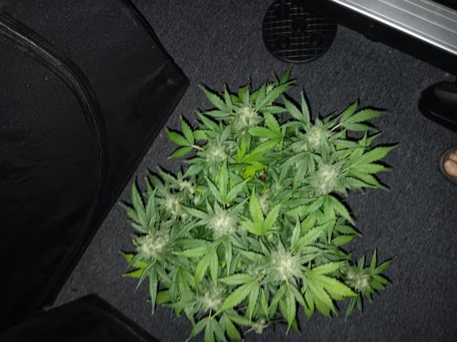 JVK Grow Quickone. Week 10