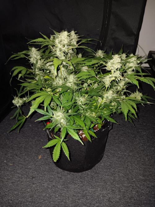 JVK Grow Quickone. Week 10