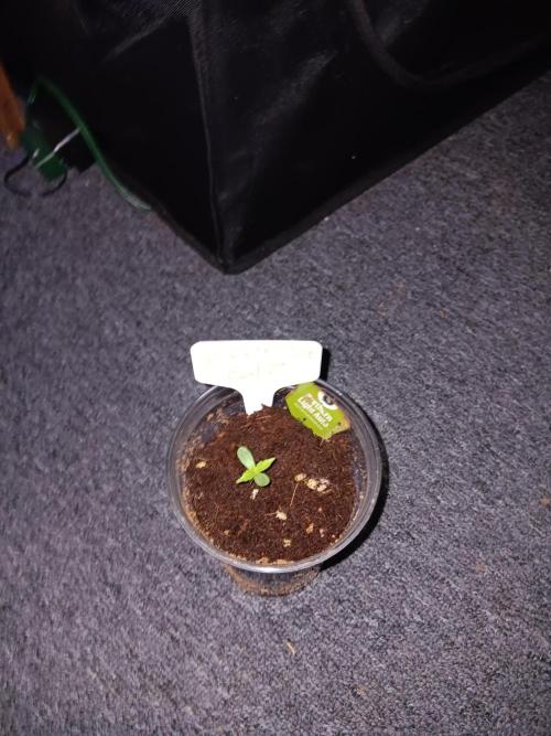 JVK Grow Northern Lights. Week 0