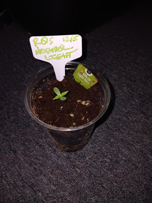 JVK Grow Northern Lights. Week 0