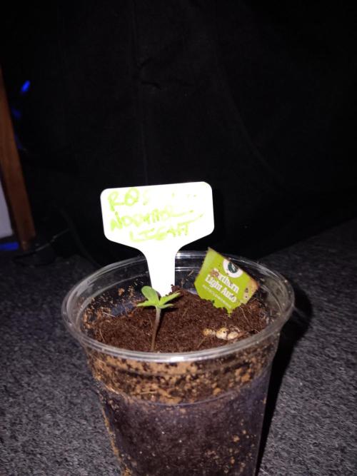 JVK Grow Northern Lights. Week 0