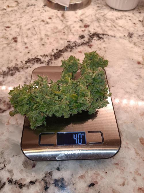 JVK Weedgrow. Week 24